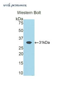 LifeSpan Biosciences LS-C305162 image 1
