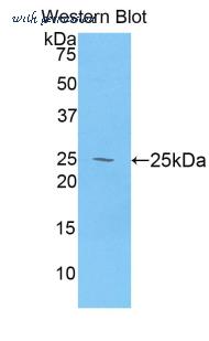 LifeSpan Biosciences LS-C305164 image 1