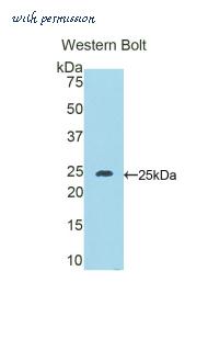LifeSpan Biosciences LS-C305166 image 1