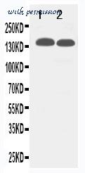 LifeSpan Biosciences LS-C313092 image 1