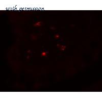 LifeSpan Biosciences LS-C336259 image 1