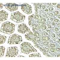 LifeSpan Biosciences LS-C336259 image 2