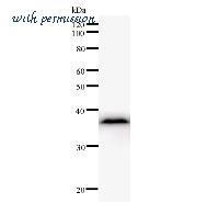 LifeSpan Biosciences LS-C342487 image 1