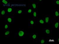 LifeSpan Biosciences LS-C342487 image 3