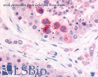 LifeSpan Biosciences LS-A732 image 1