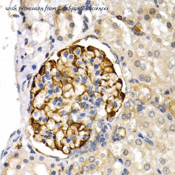 LifeSpan Biosciences LS-C348949 image 1