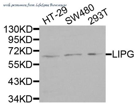 LifeSpan Biosciences LS-C348949 image 2