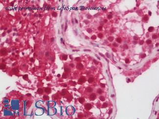 LifeSpan Biosciences LS-B12660 image 1