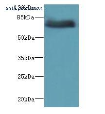 LifeSpan Biosciences LS-C379622 image 1