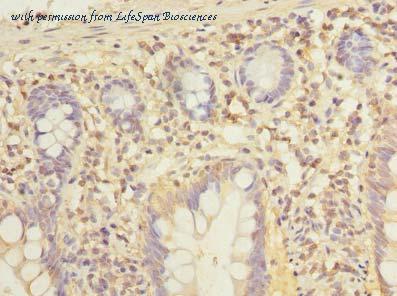 LifeSpan Biosciences LS-C379622 image 2