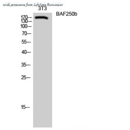 LifeSpan Biosciences LS-C382223 image 1