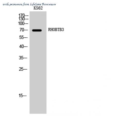 LifeSpan Biosciences LS-C385850 image 1