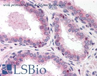 LifeSpan Biosciences LS-B512 image 1