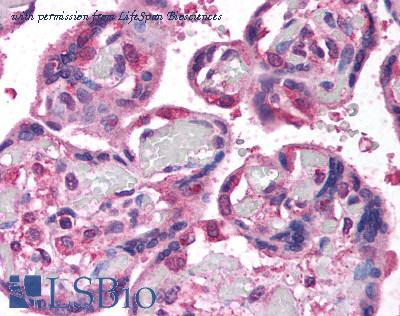 LifeSpan Biosciences LS-B778 image 1