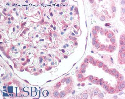 LifeSpan Biosciences LS-B1055 image 1