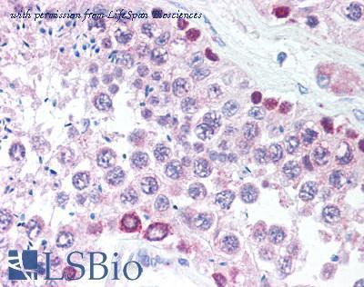 LifeSpan Biosciences LS-B1055 image 2