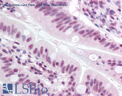 LifeSpan Biosciences LS-B1242 image 1