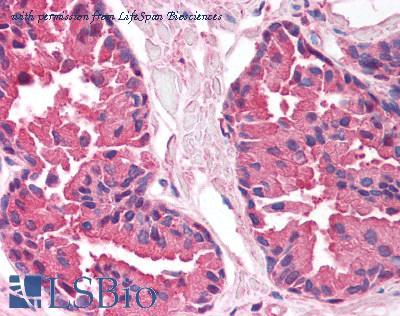 LifeSpan Biosciences LS-B1282 image 2