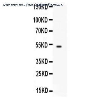 LifeSpan Biosciences LS-C408078 image 1