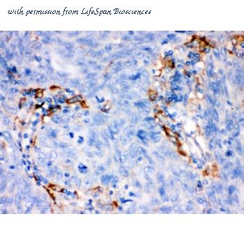 LifeSpan Biosciences LS-C408078 image 2