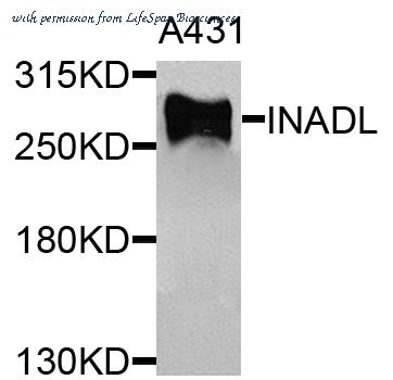 LifeSpan Biosciences LS-C410011 image 1