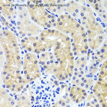 LifeSpan Biosciences LS-C410011 image 2