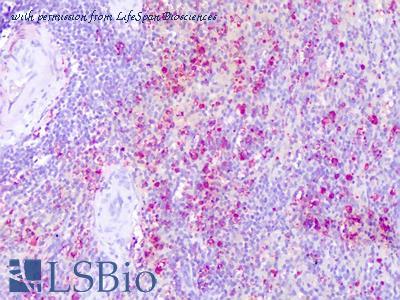 LifeSpan Biosciences LS-A86 image 1