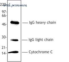 LifeSpan Biosciences LS-C41042 image 1