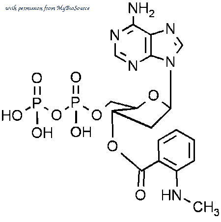 MyBioSource MBS256027 image 1