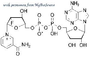 MyBioSource MBS256558 image 1