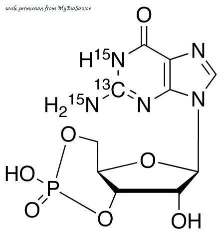 MyBioSource MBS6079473 image 1