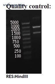 MyBioSource MBS433511 image 1