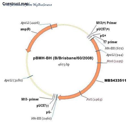 MyBioSource MBS433511 image 2
