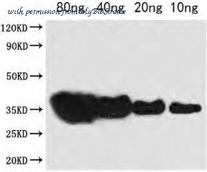 MyBioSource MBS719658 image 1