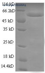 MyBioSource MBS1004050 image 1