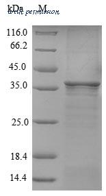 MyBioSource MBS1004740 image 1