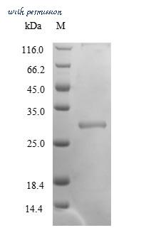MyBioSource MBS1004762 image 1