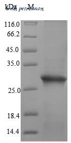 MyBioSource MBS1015644 image 1