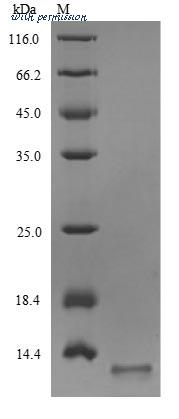 MyBioSource MBS1016088 image 1
