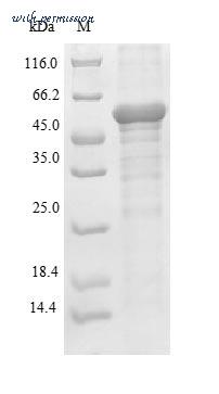 MyBioSource MBS1017422 image 1