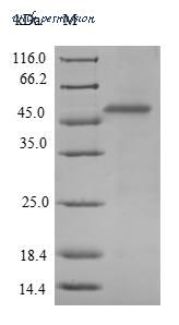 MyBioSource MBS1022496 image 1