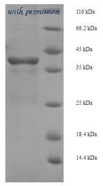 MyBioSource MBS1056262 image 1