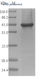 MyBioSource MBS1059256 image 1