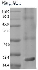 MyBioSource MBS1061410 image 1