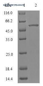 MyBioSource MBS1070644 image 1