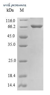 MyBioSource MBS1077102 image 1