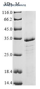 MyBioSource MBS1082755 image 1