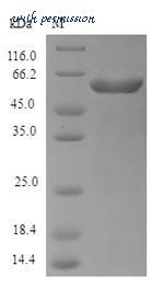 MyBioSource MBS1085869 image 1