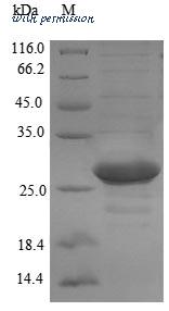 MyBioSource MBS1097497 image 1