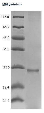MyBioSource MBS1102447 image 1